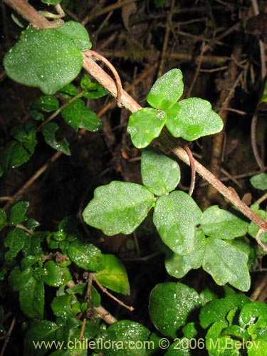 Image of Boquila trifoliolata (Voqui blanco / Pilpilvoqui). Click to enlarge parts of image.